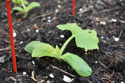 Week 5 Squash 